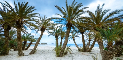 Forêt de Palmiers de Vai: Un Trésor Naturel de Crète